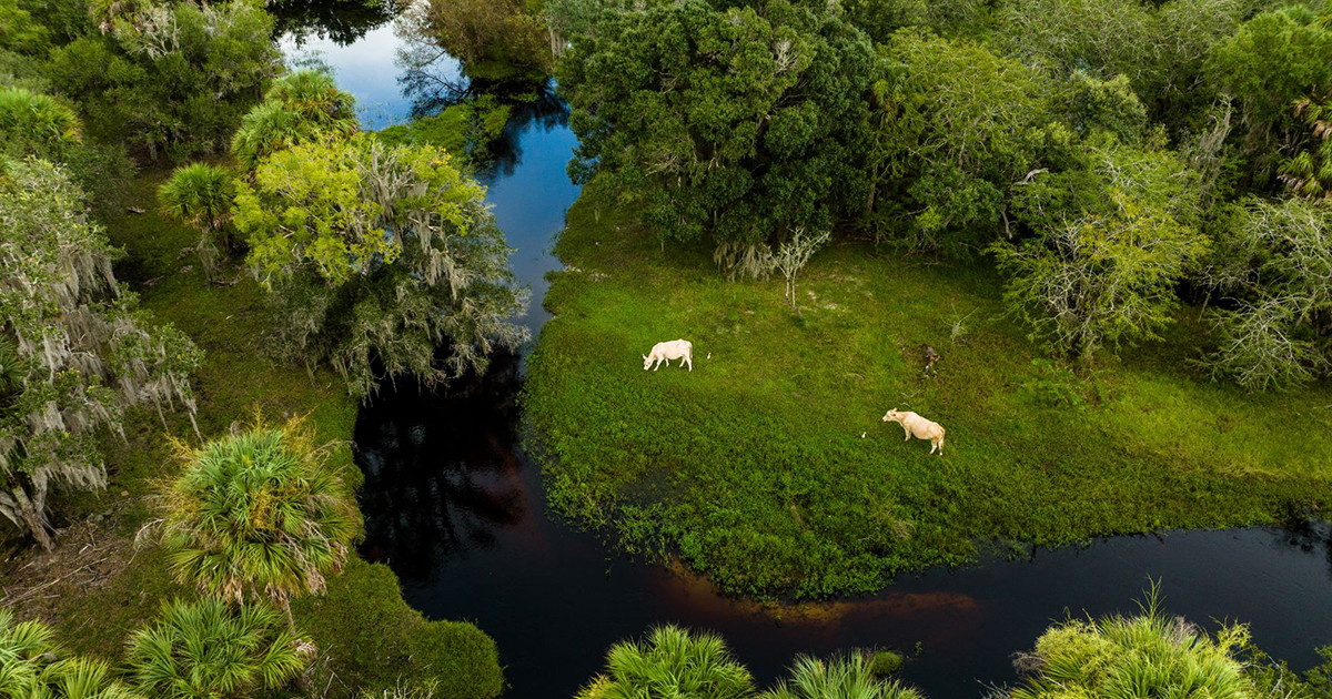 2023 Florida Ranches Calendar to highlight conservation successes